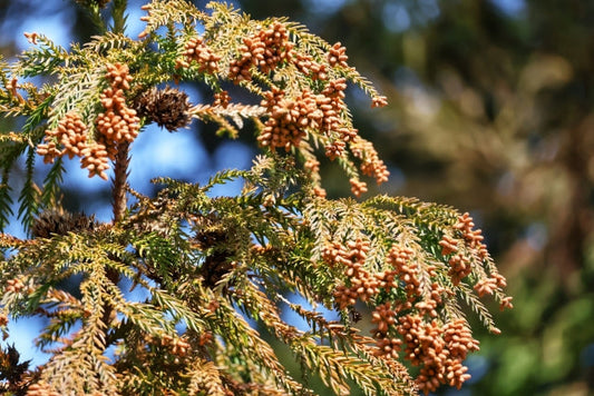 花粉症対策の食事｜蜂蜜とモリンガで春を快適に過ごそう