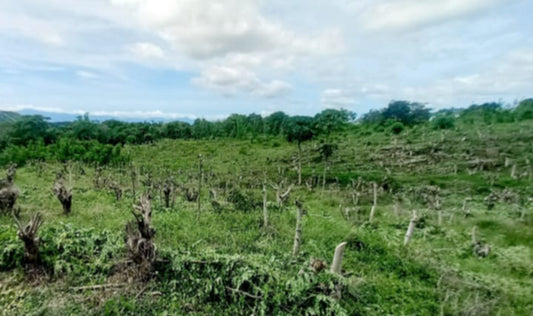 Girls, be Ambitious がモリンガ植林を11年続ける理由｜数字で見るサステナブルアクション