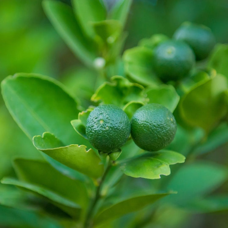 <transcy>Calamansi essential oil 10ml</transcy>